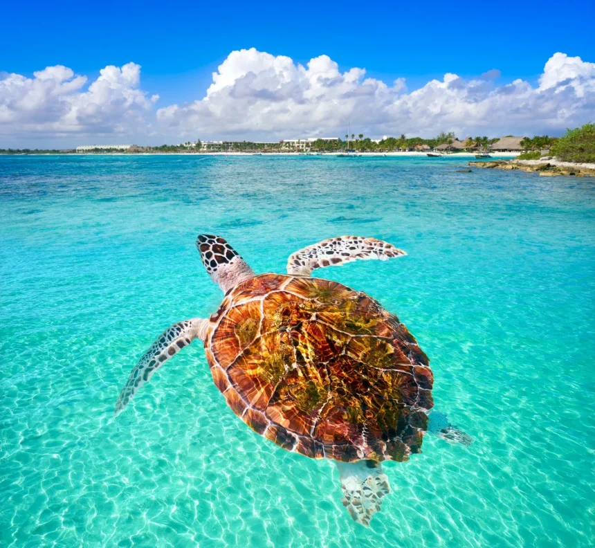 Akumal plongée en apnée tortues