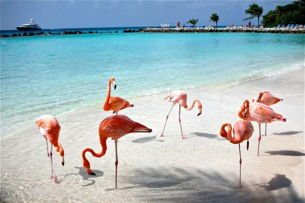 Explorez la nature sauvage de Celestun