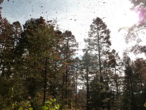 Forêt, Santuario de la Mariposa Monarca