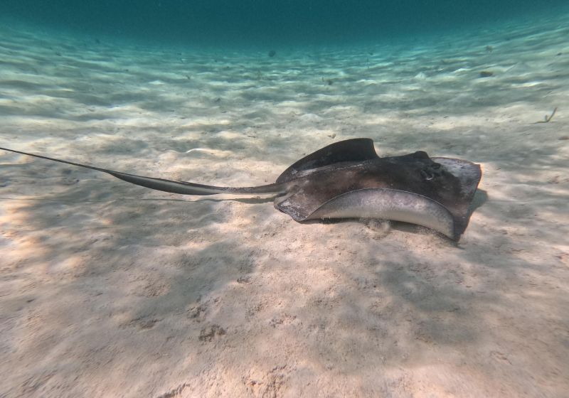 Excursion avec le sous marin Atlantis les fonds marins sans efforts
