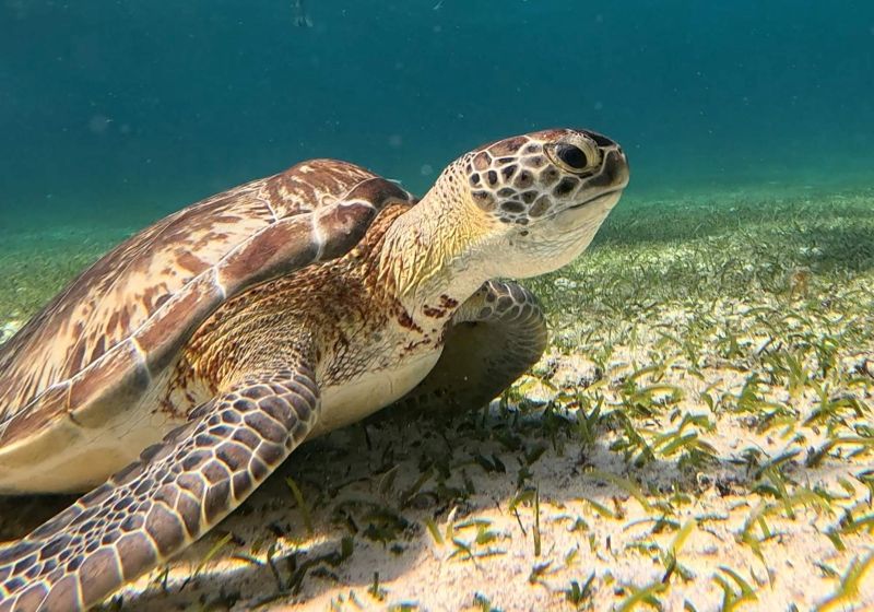 Faire de la plongee sous marine